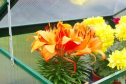 OUTFLEXX Gewächshaus, Grün, Alu/Polycarbonat 4mm, Pulverbeschichtet, 76 X 38,5 X 98,5 Cm -Ausgewählte Geschäfte Für Garten- Und Outdoor-Produkte 3 13730.jpg