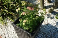 Ploß Rocking Pflanzgefäß, Grau/braun-meliert, Polyrattan, Konisch, 28x28x40 Cm, Kunststoffeinsatz -Ausgewählte Geschäfte Für Garten- Und Outdoor-Produkte 3 18198.jpg